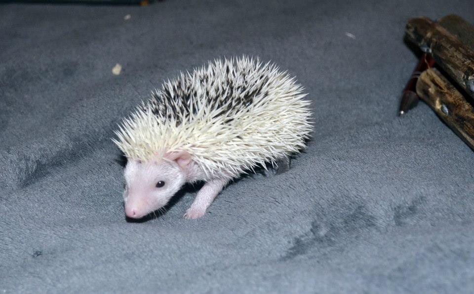 1 Biscuit male hedgehog For Sale