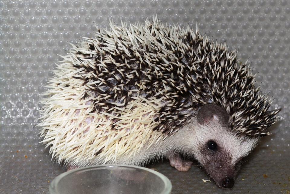10 Merlin male hedgehog For Sale
