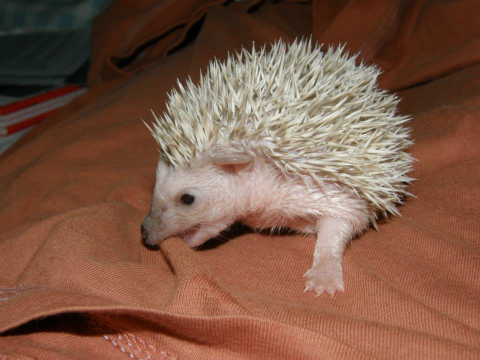 12 Pamela female hedgehog For Sale