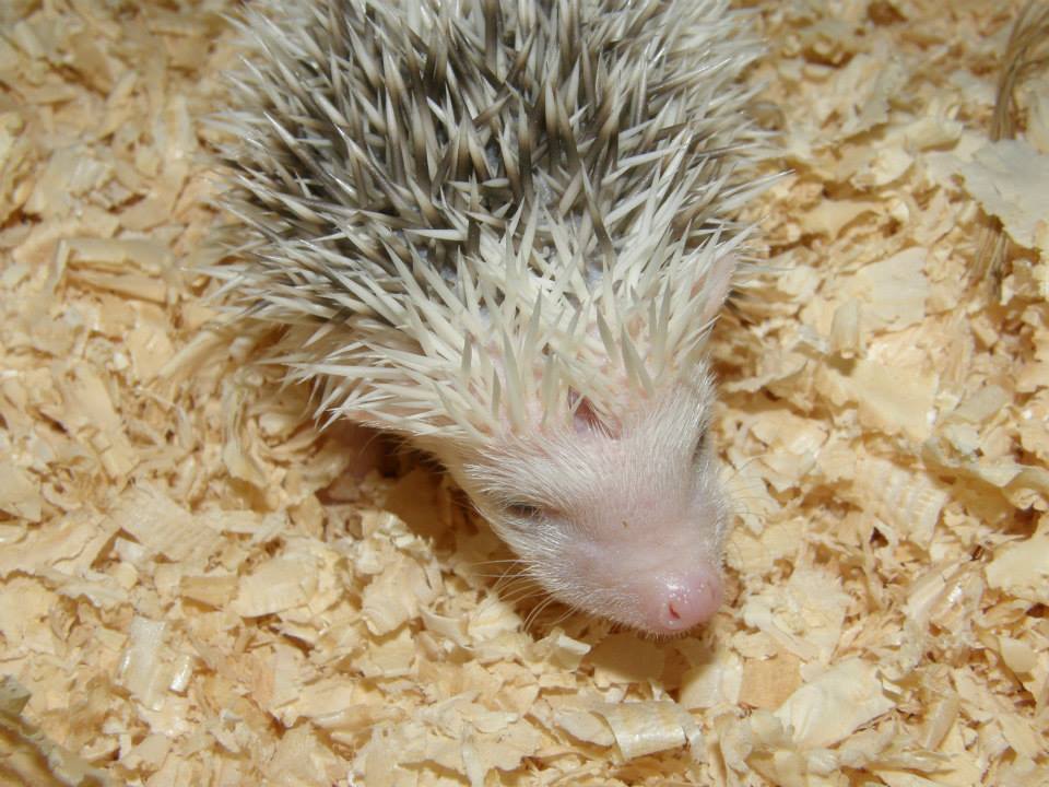 13 Nico male hedgehog For Sale