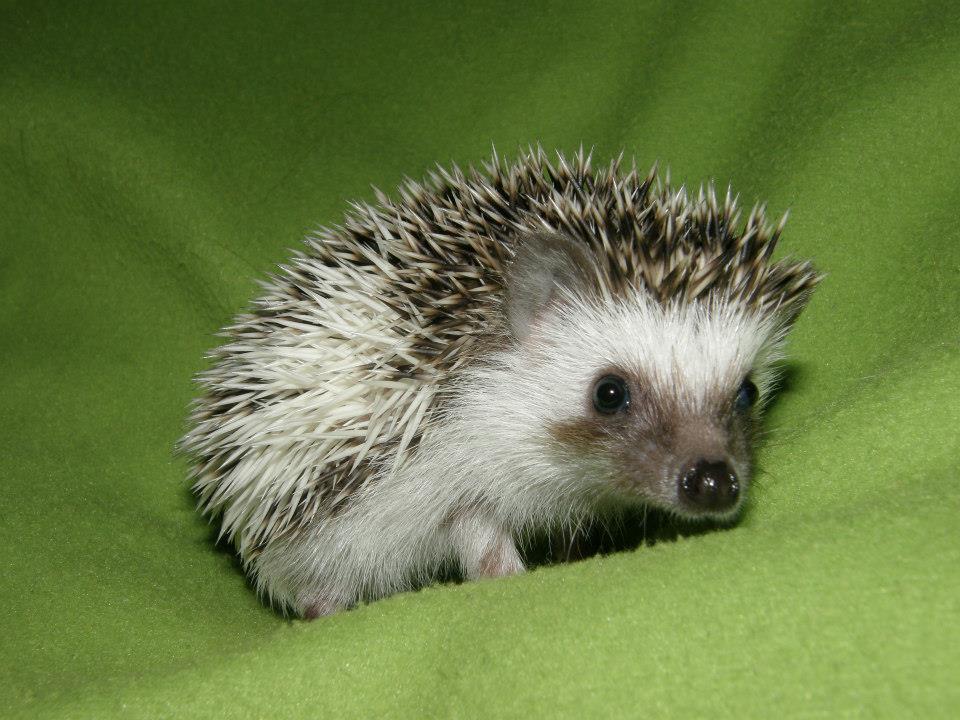 14 Sonia female hedgehog For Sale