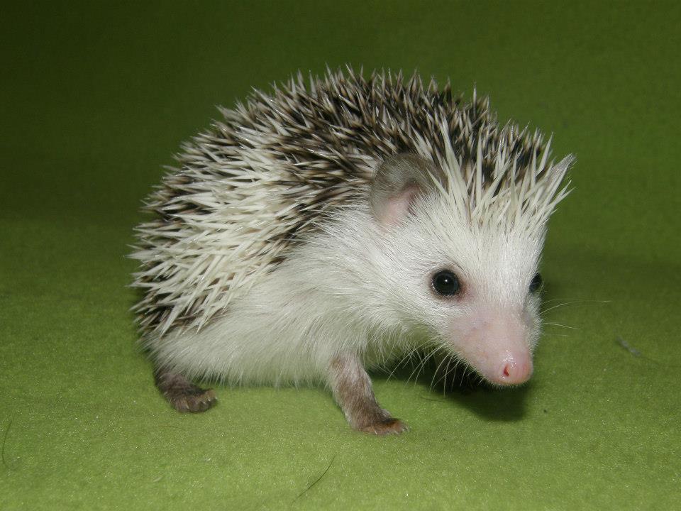 15 Teacup male hedgehog For Sale