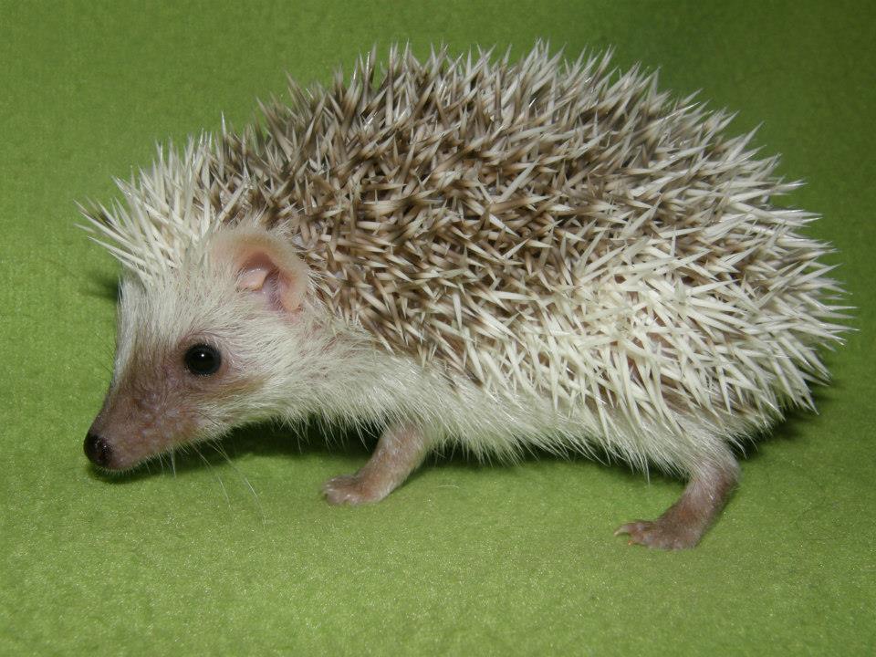 16 Sophie female hedgehog For Sale