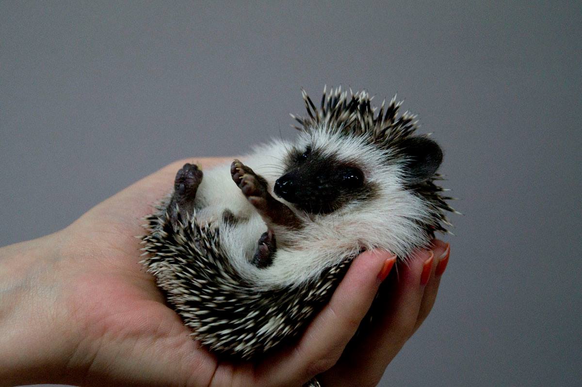 Hedgehogs For Sale! 100% Healthy And 100% Trained For Families