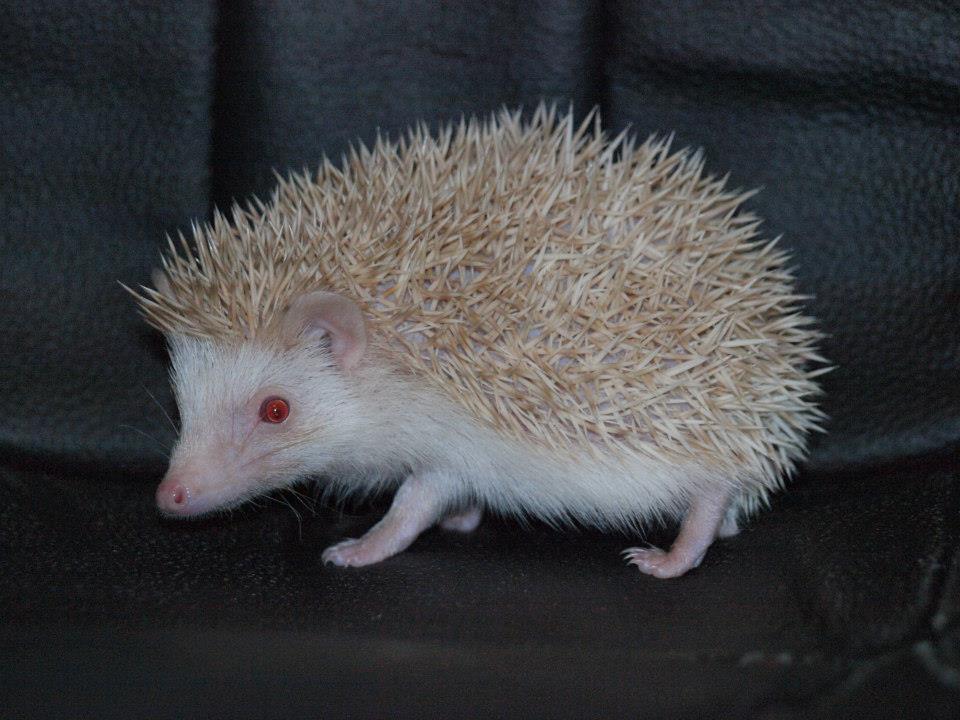 18 Lulu female hedgehog For Sale