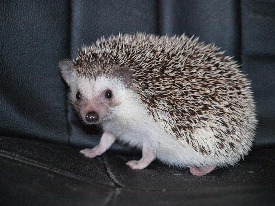 19 Matrix male hedgehog For Sale