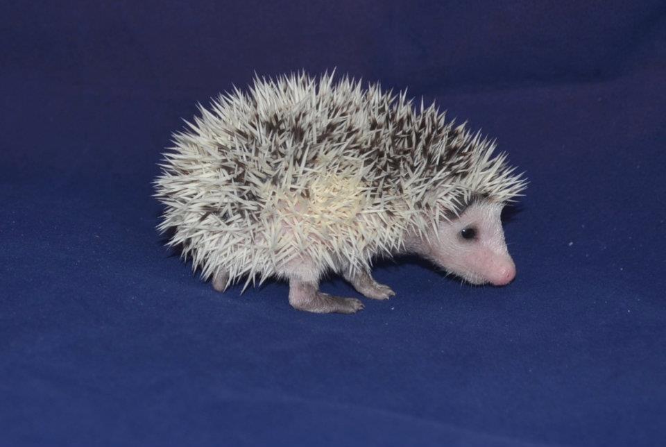  2 Gabby female hedgehog For Sale 