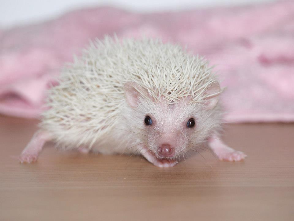 20 Smurf male hedgehog For Sale