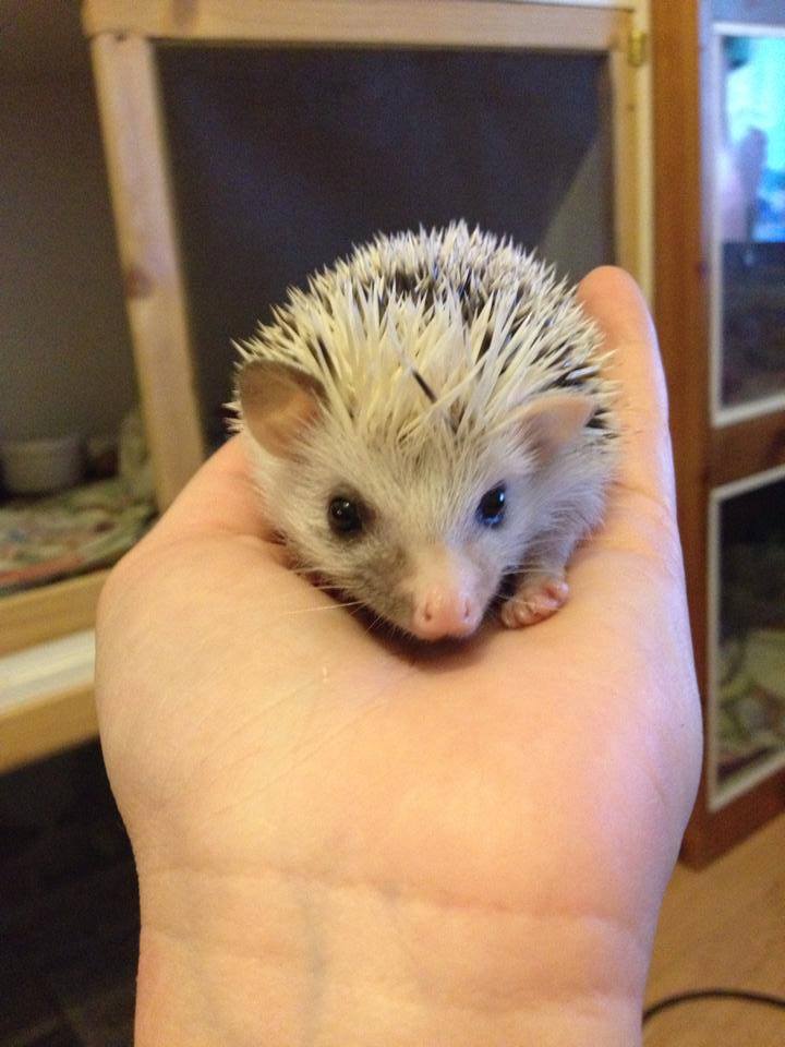 22 Obie male hedgehog For Sale