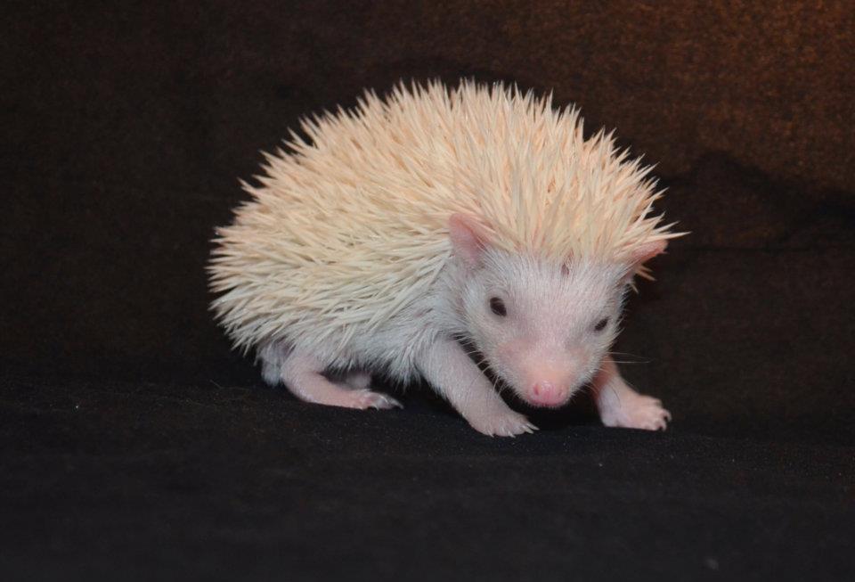 5 Pixie female hedgehog For Sale