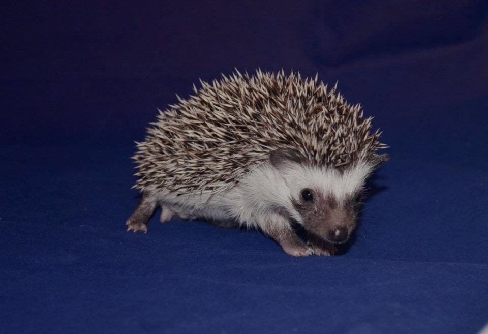 6 Wisdom male hedgehog For Sale