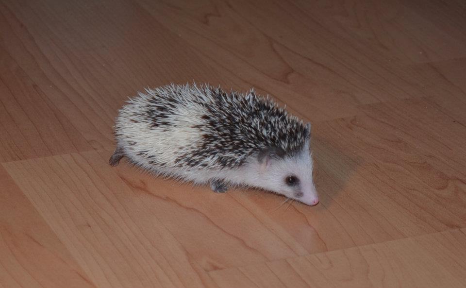 Home Hedgehog Paradise