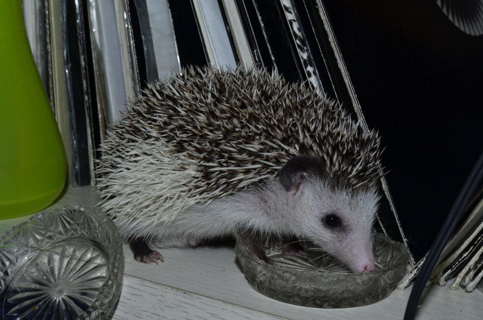 8 Sweetie female hedgehog For Sale