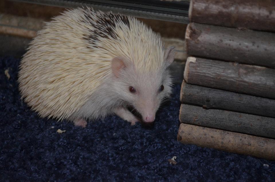 9 Alvin male hedgehog For Sale