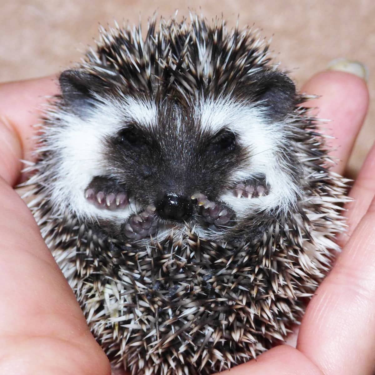  2 Gabby female hedgehog For Sale 