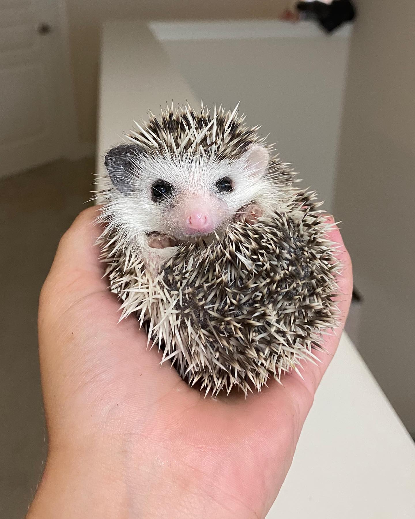 4 Woody male hedgehog For Sale
