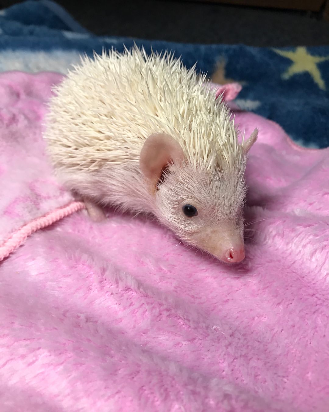 20 Smurf male hedgehog For Sale