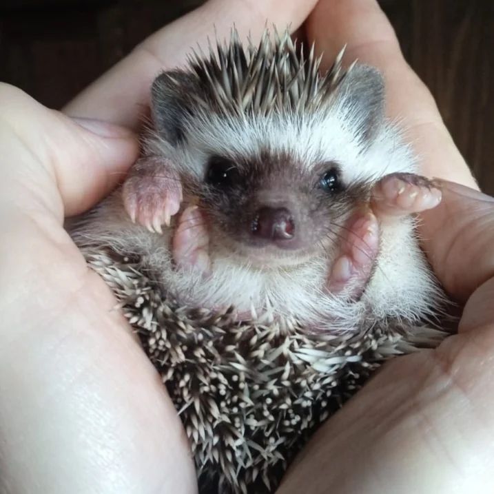 7 Yoda male hedgehog For Sale