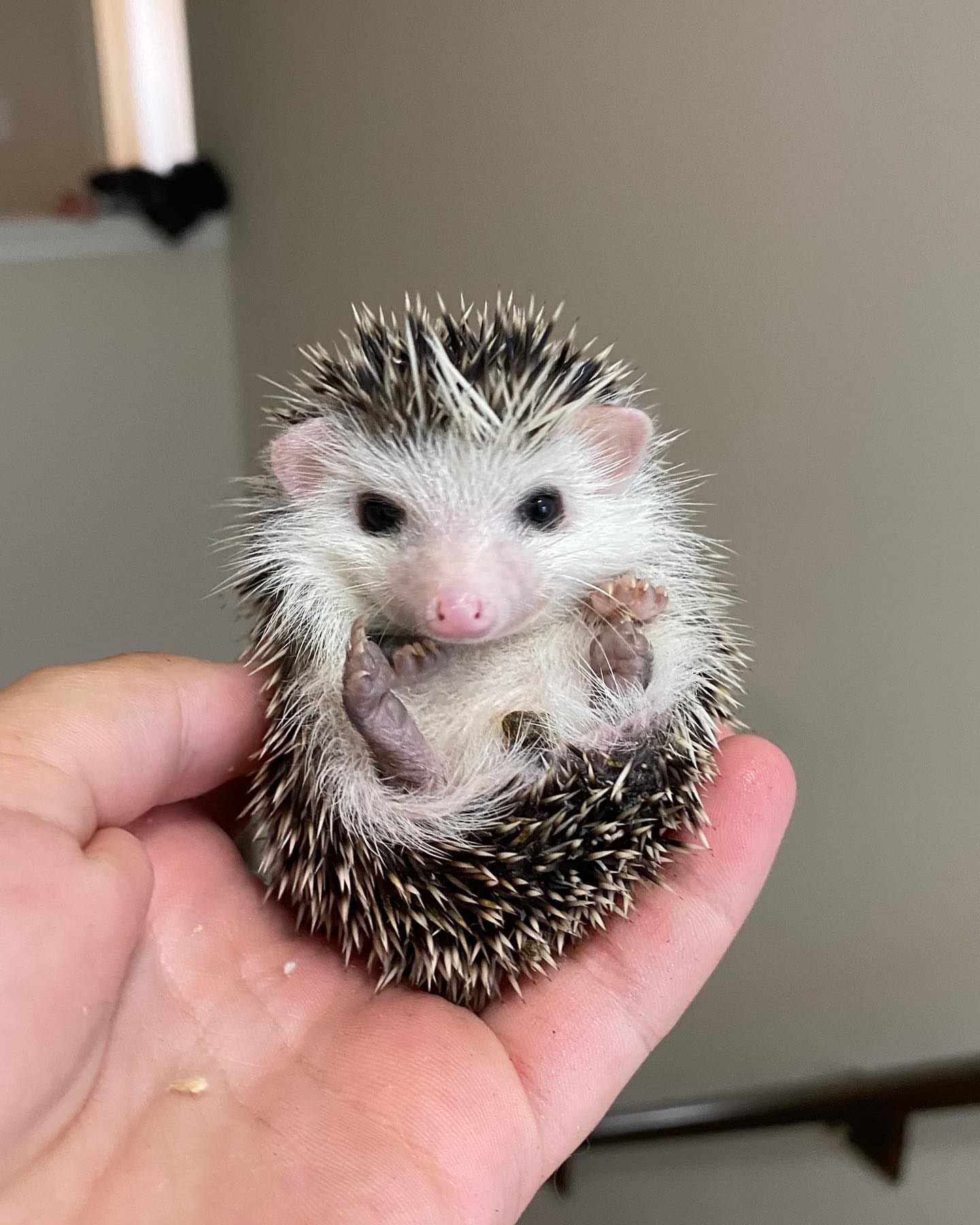 5 Pixie female hedgehog For Sale