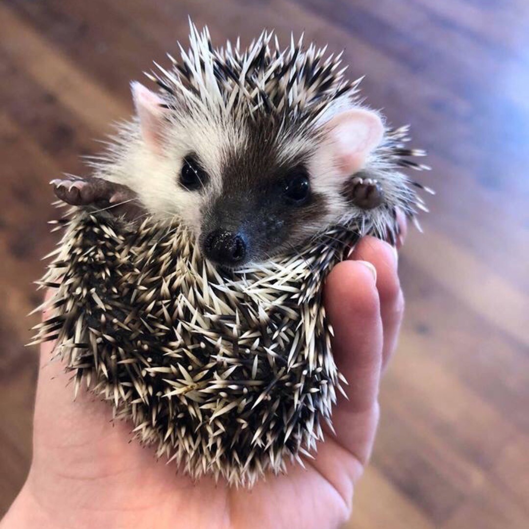 1 Biscuit male hedgehog For Sale