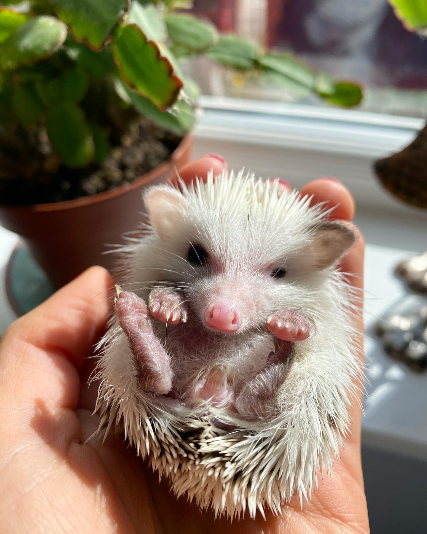 21 Snowball female hedgehog For Sale