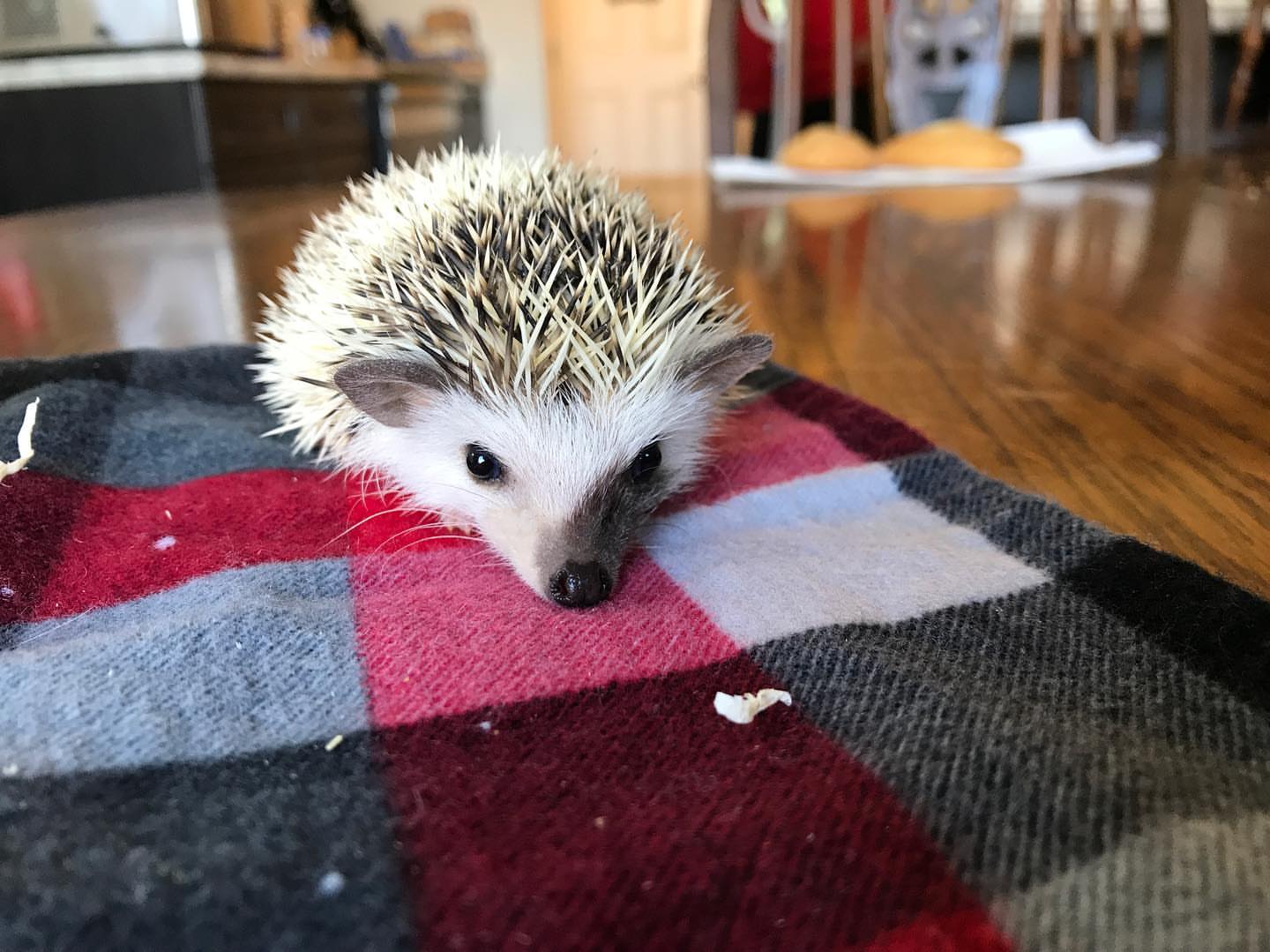9 Alvin male hedgehog For Sale