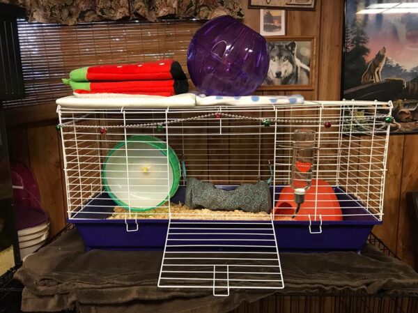hedgehog cage 2