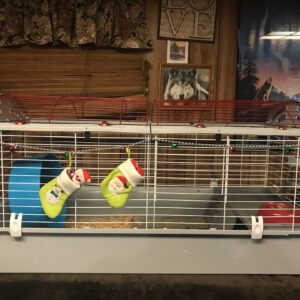 Hedgehog Cage 1