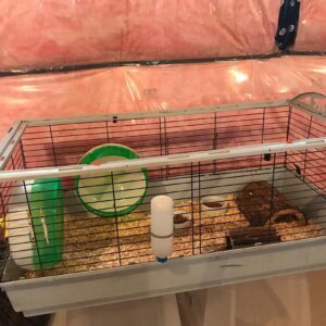 hedgehog cage 6
