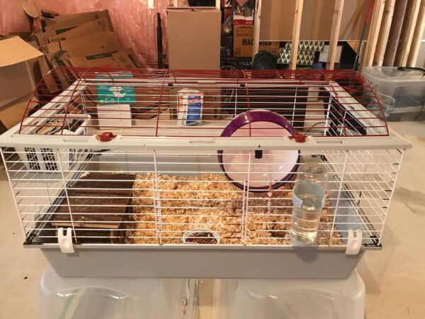 hedgehog cage 7