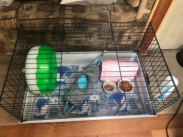 hedgehog cage 3