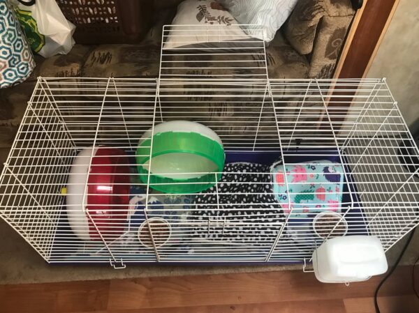 hedgehog cage 4