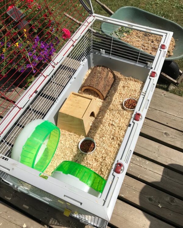 hedgehog cage 5